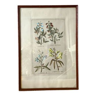Planche botanique gravure colorée à la main - gravure originale
