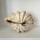 Authentic vintage giant bivalve shell, tridacna gigas shell.