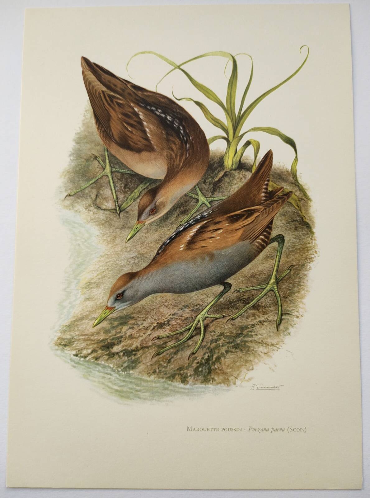 Planche oiseaux Années 1960 - Marouette Poussin - Illustration zoologique et ornithologique vintage