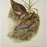 Planche oiseaux Années 1960 - Marouette Poussin - Illustration zoologique et ornithologique vintage