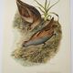 Bird board 1960s - Marouette Chick - Vintage zoological and ornithological illustration