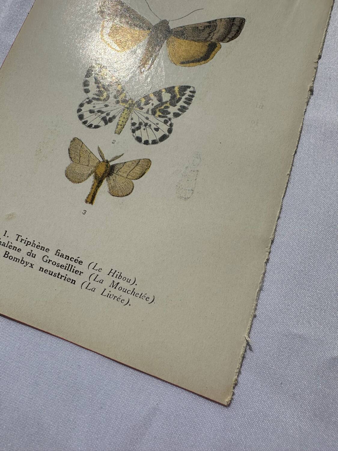 Botanical engraving butterfly double-sided naturalist plate