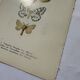 Botanical engraving butterfly double-sided naturalist plate