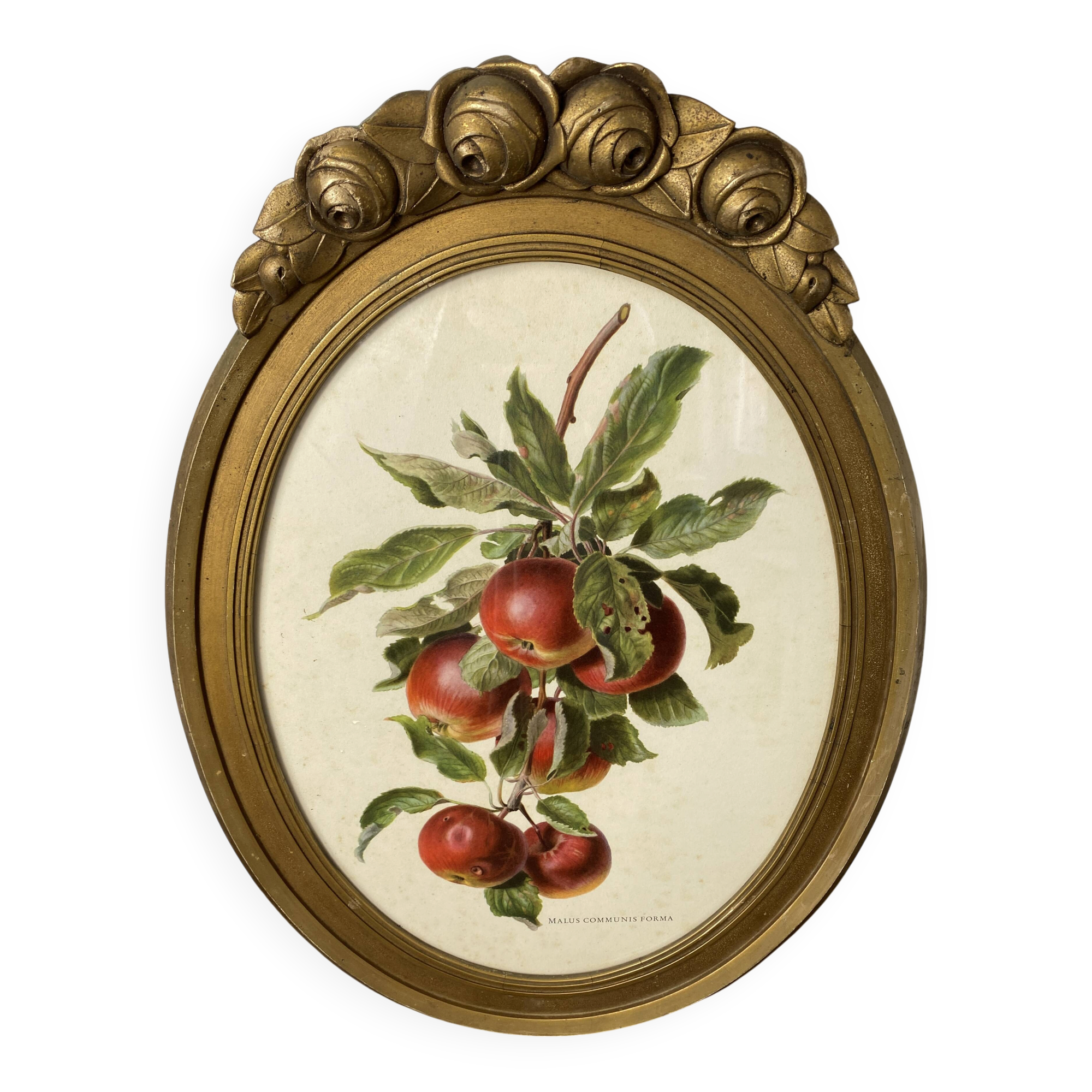 Affiche botanique Malus Communis encadrée