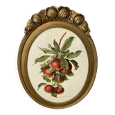 Framed botanical print of Malus Communis.