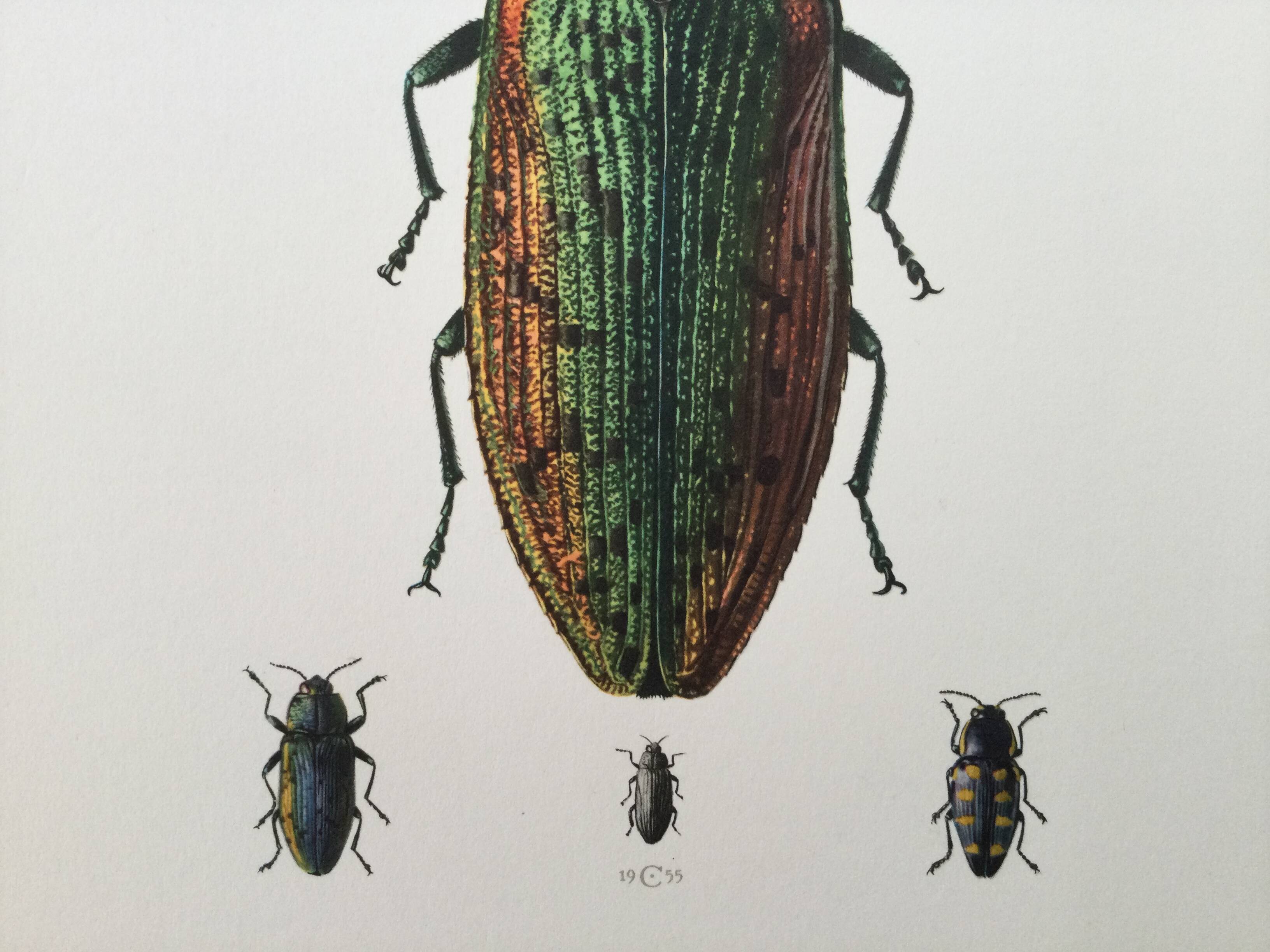 Vintage insect print. Original plate 1969.