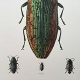 Vintage insect print. Original plate 1969.