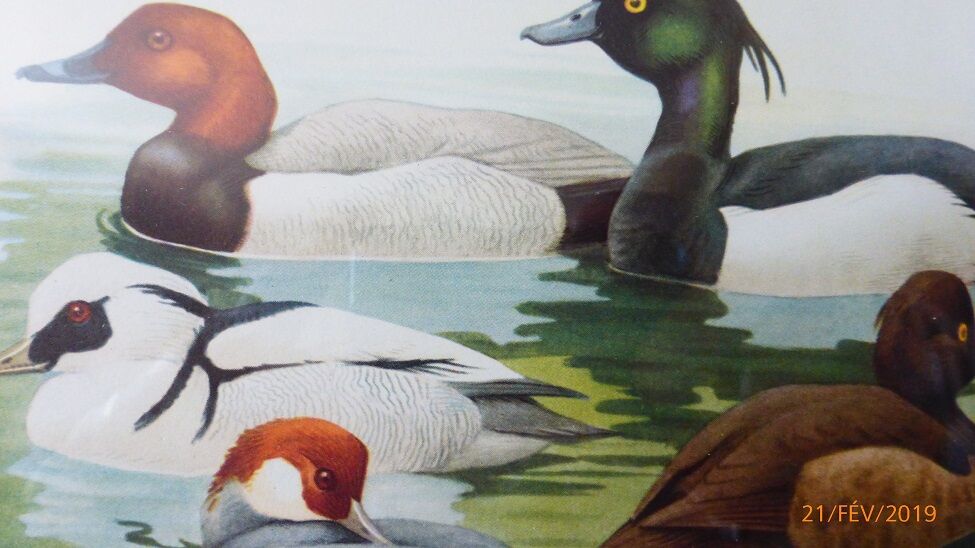 Birds - collection Hepatior N ° 31