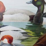 Birds - collection Hepatior N ° 31