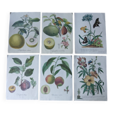 set of 6 botanical posters - fruit trees, flowers, butterflies