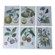 set of 6 botanical posters - fruit trees, flowers, butterflies