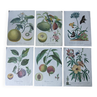 lot de 6 affiches botaniques - fruitiers, fleurs, papillons
