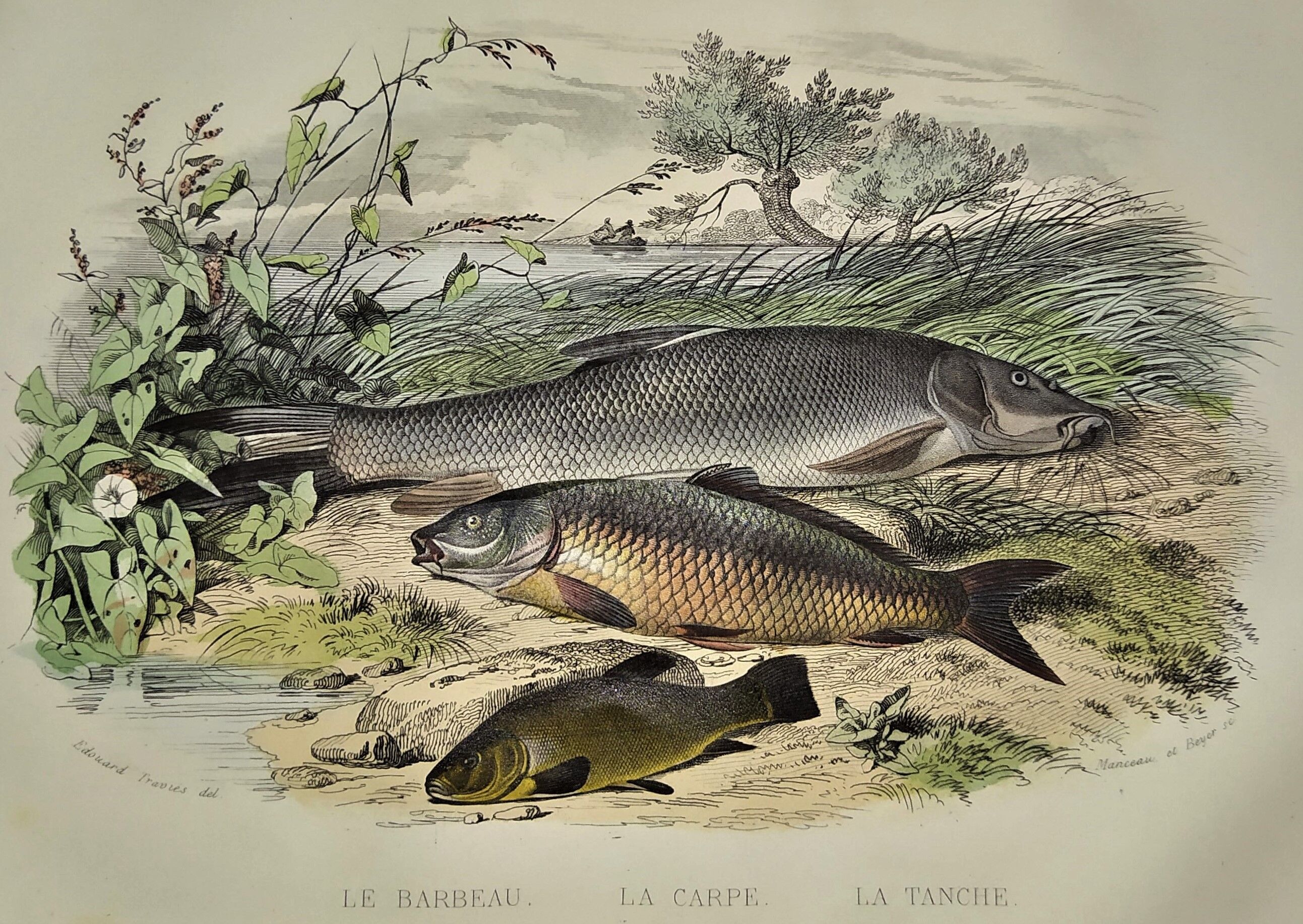 Original zoological plate of 1839 " le barbeau, la carpe,.....