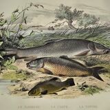 Original zoological plate of 1839 " le barbeau, la carpe,.....