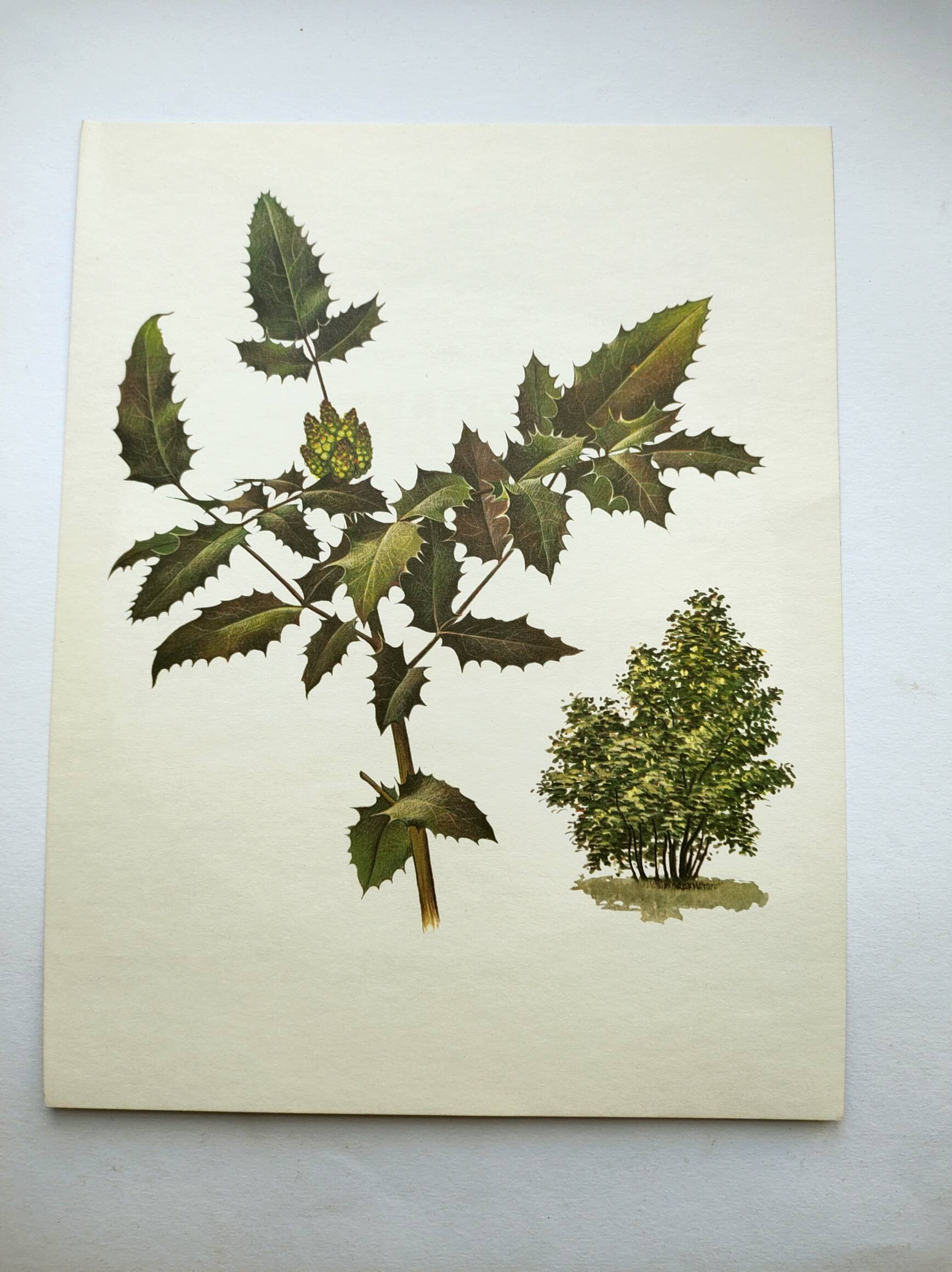 Mahonia Illustration - Vintage Botanical Nature Plate from the 60s