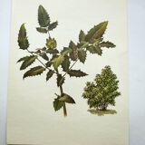 Mahonia Illustration - Vintage Botanical Nature Plate from the 60s