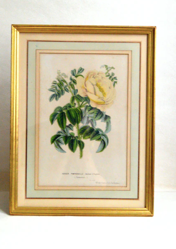 Botanical setting Rosier Pimprenelle