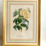 Botanical setting Rosier Pimprenelle