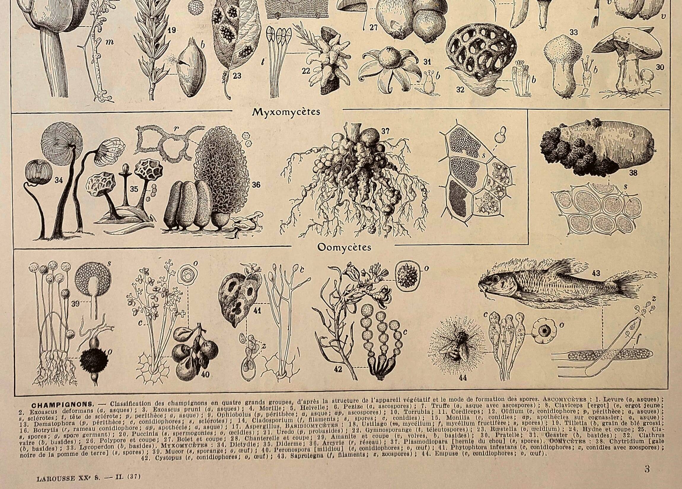 Botanical engraving 1928 - Fungi 3, Oomycetes