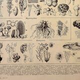 Gravure botanique 1928 - Champignons 3, oomycètes