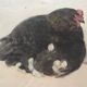 Black hen and her chicks, pastel on paper signed Hélène Rivière