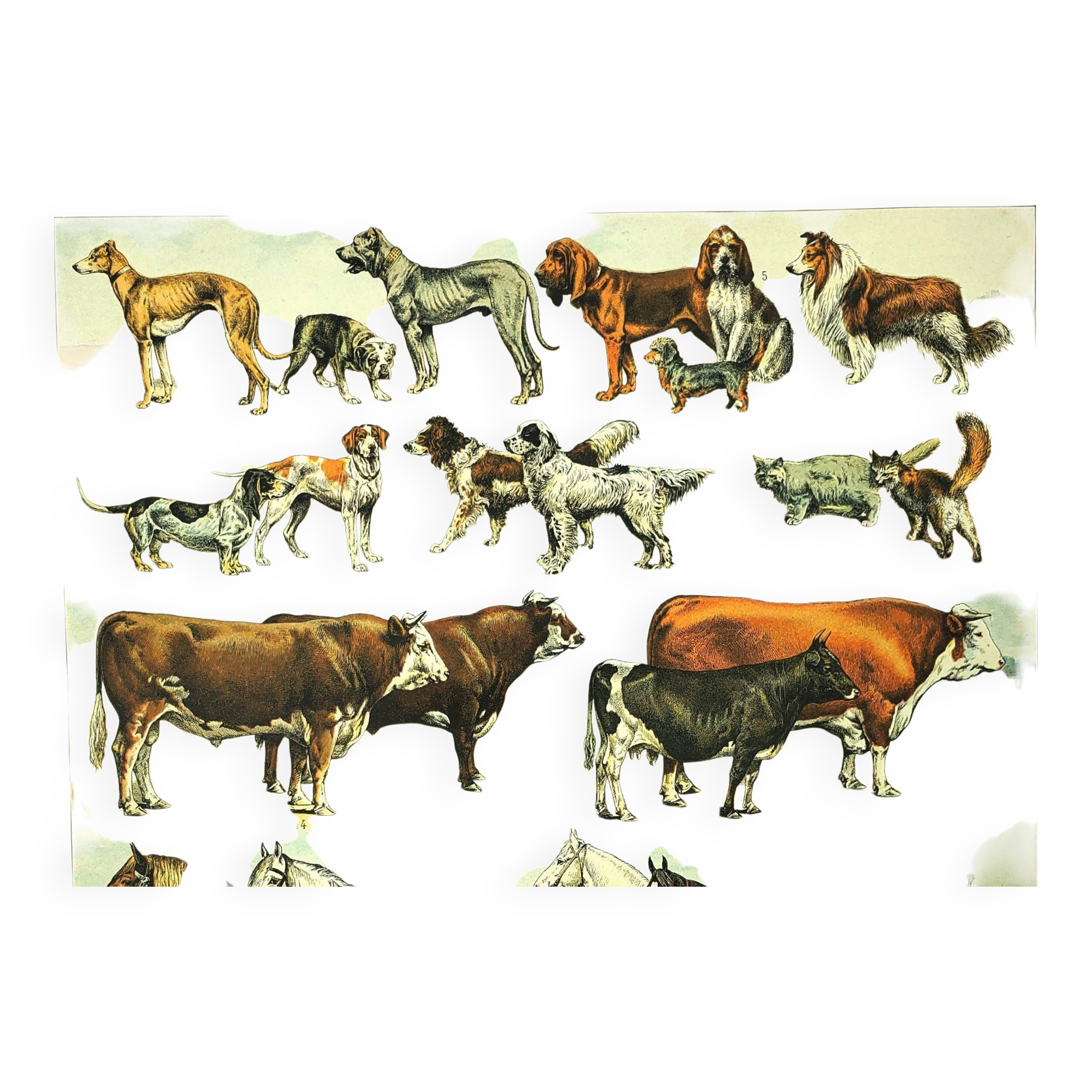 Antique engraving 1897 - Mammals 4, animals, zoology