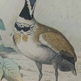 Ornithological Plate Buffon 1838 "Bustard & Little Bustard"