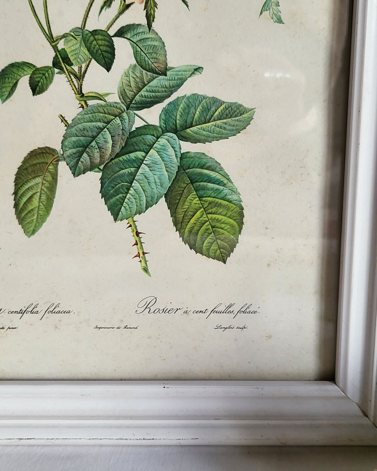 PJ Redouté - illustration botanique - Rosier à cent feuilles, Imp de R