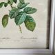 PJ Redouté - illustration botanique - Rosier à cent feuilles, Imp de R