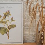 Botanical plate Grande Burdane