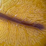 Cabbage salad bowl and bowls