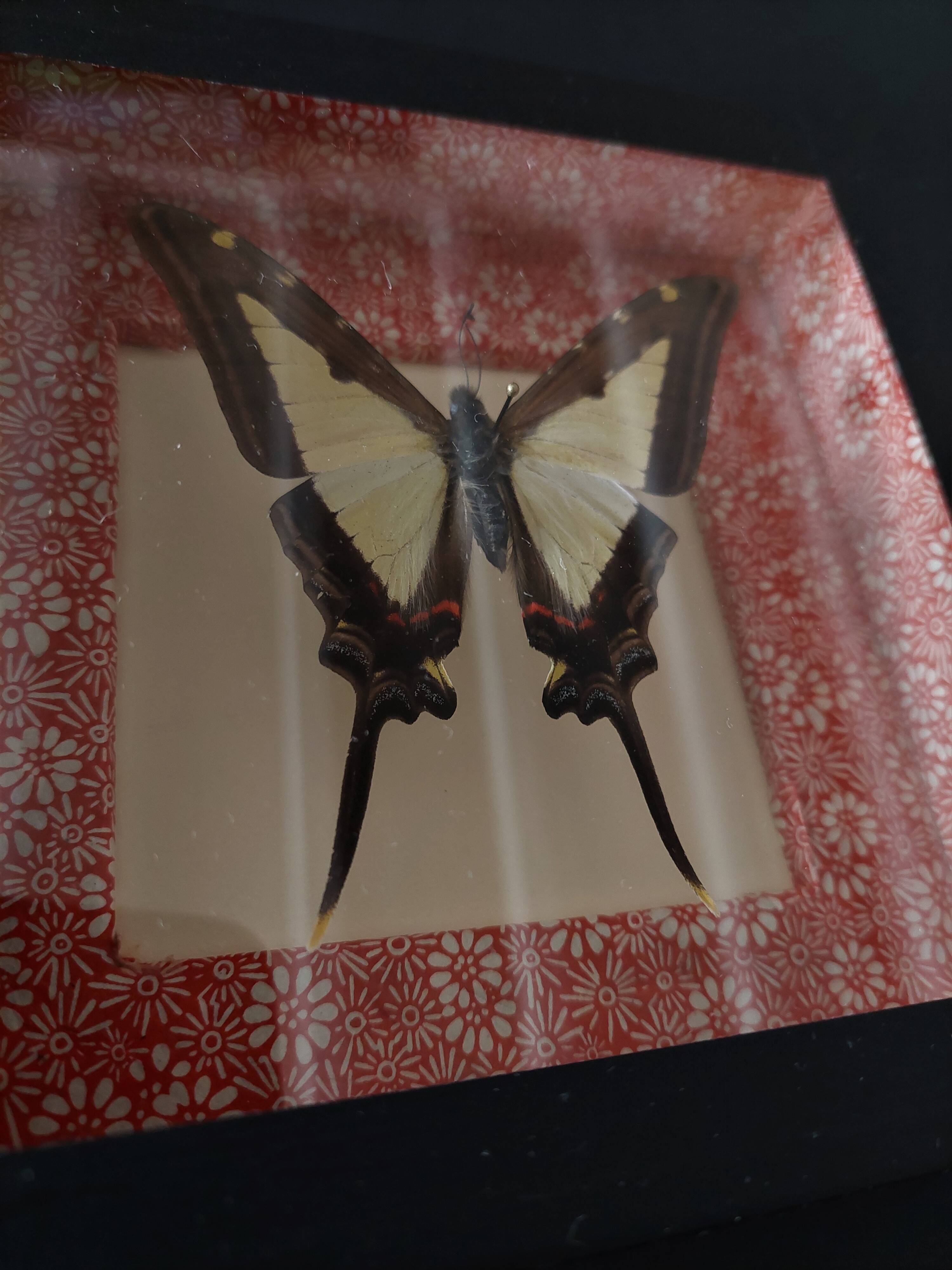 Natural history entomology framework butterfly eurytides leucaspis