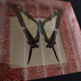 Natural history entomology framework butterfly eurytides leucaspis