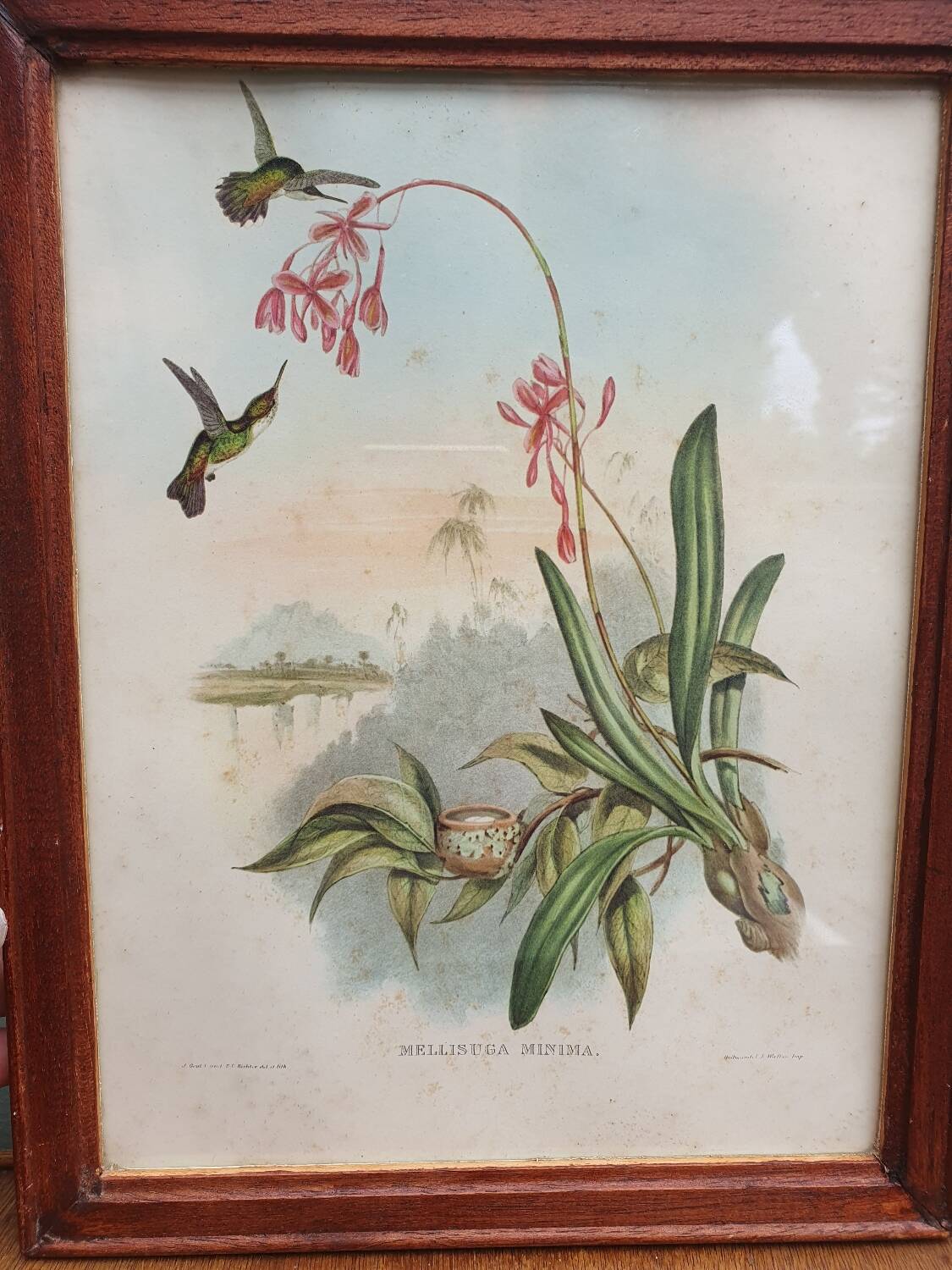 Hummingbirds Lithograph Duo