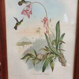 Hummingbirds Lithograph Duo