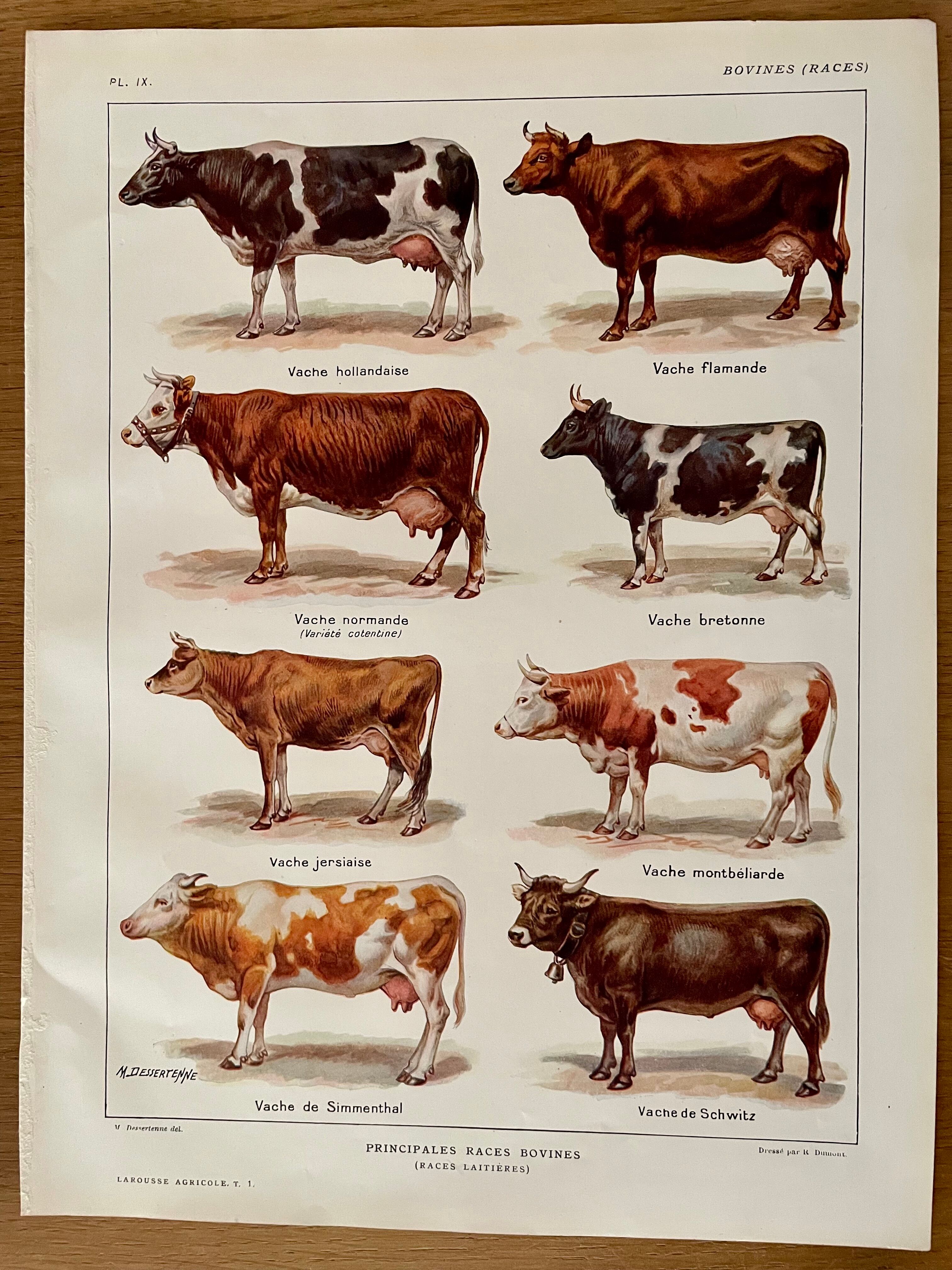 Lithograph on cows from 1921