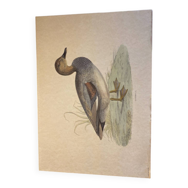 Lithographie canard gadwall