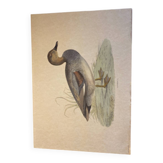 Gadwall duck lithograph