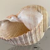 Coquillage de mer Tonna Galea vintage
