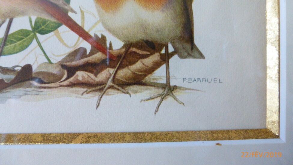 Birds - collection Hepatior N ° 2