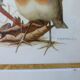 Birds - collection Hepatior N ° 2
