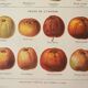 Old engraving 1923, Cider apple, variety, fruit • Lithograph, Original plate