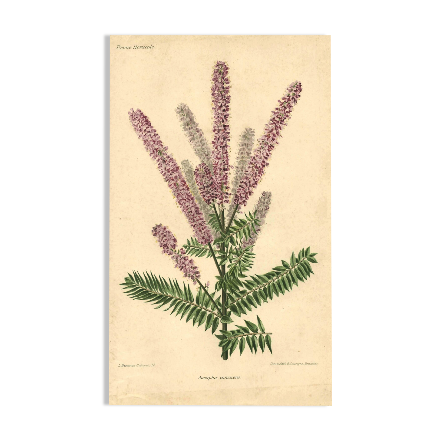 Botanical engraving from 1896 by Descamps-Sabouret • Woolly amorph • Old lithograph