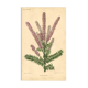 Botanical engraving from 1896 by Descamps-Sabouret • Woolly amorph • Old lithograph