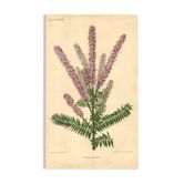 Gravure Botanique de 1896 par Descamps-Sabouret • Amorphe laineuse • Lithographie ancienne