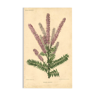 Botanical engraving from 1896 by Descamps-Sabouret • Woolly amorph • Old lithograph