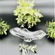 Vide-poche en cristal Baccarat - 629004