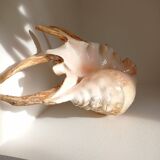 Vintage shell