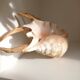 Coquillage vintage