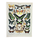 Old engraving 1898, Exotic butterflies, insects • Lithograph, Original plate